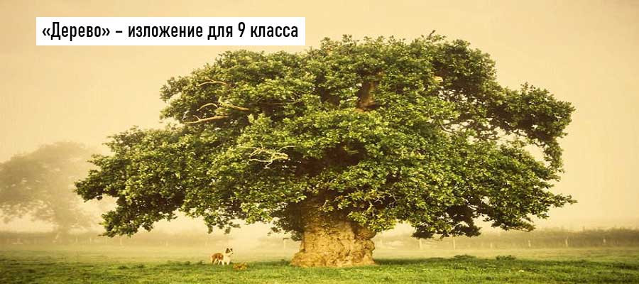 Текст изложения «Дерево» – Русский язык – 9 класс