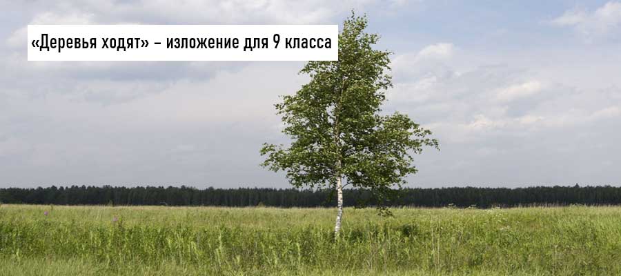 Текст изложения «Деревья ходят» – Русский язык – 9 класс