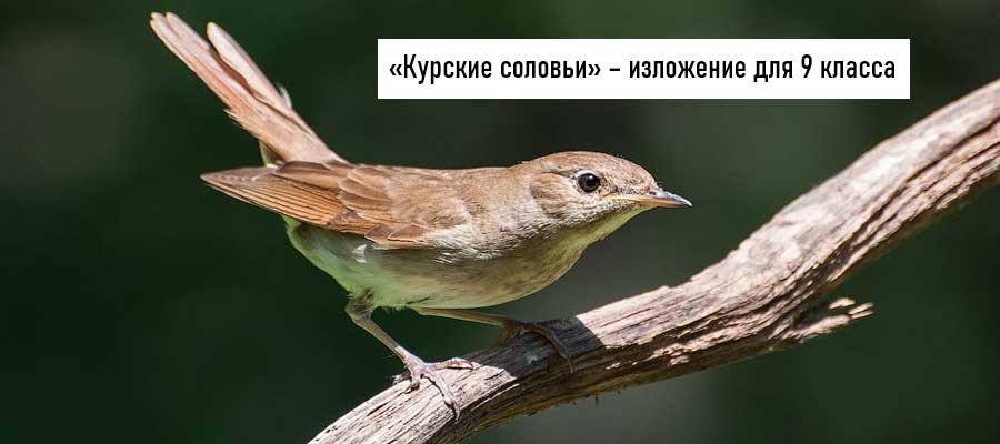Текст изложения «Курские соловьи» – Русский язык – 9 класс