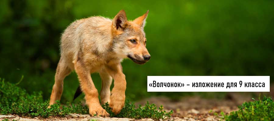 Текст изложения «Волчонок» – Русский язык – 9 класс